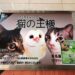【川口】アニマルカフェ　猫の王様　川口店　ウワサの隠れ癒しスポット